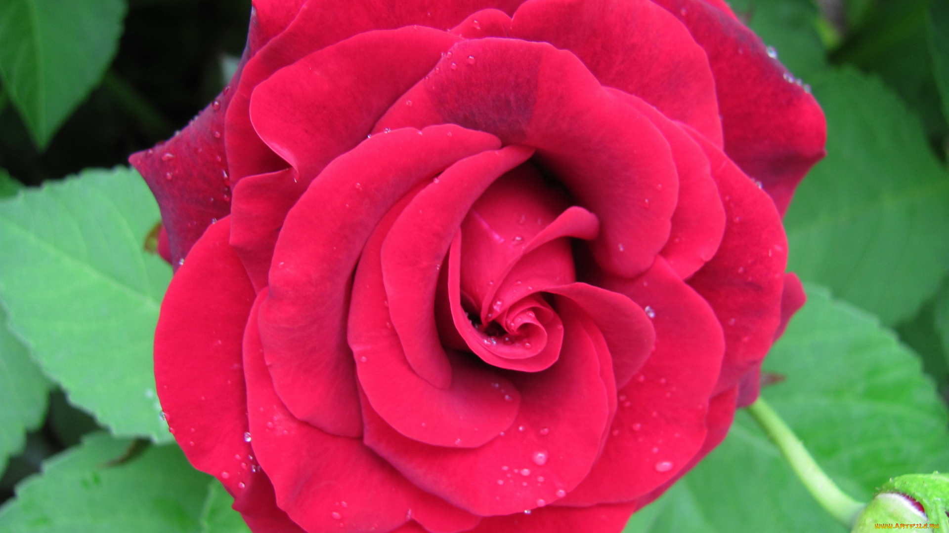 цветы, розы, бутон, капли, макро