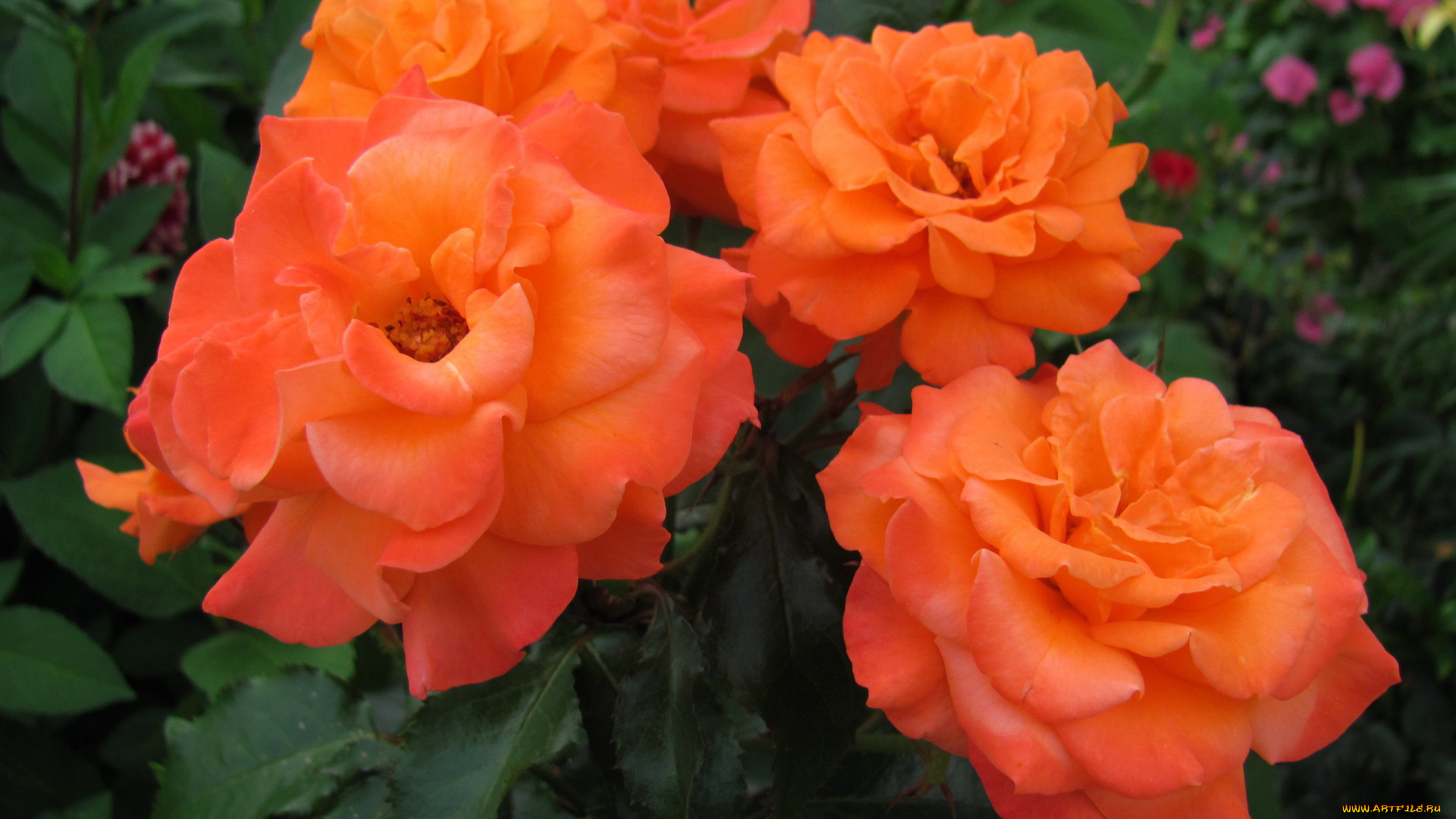 цветы, розы, персиковые, макро