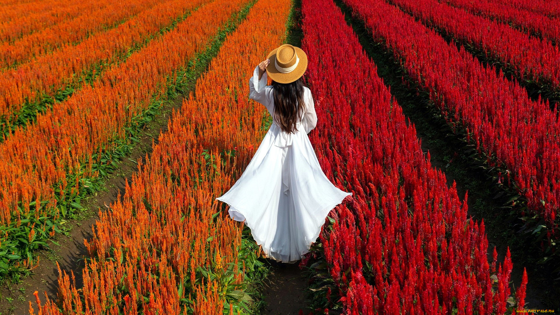 девушки, -, брюнетки, , шатенки, брюнетка, поле, целлозия