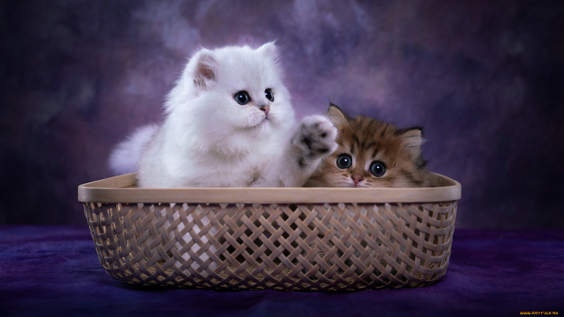 пушистики, животные, коты, котята, комочки, шерсти, няшные, существа, да, и, лучшие, друзья, человека, мур, мяу