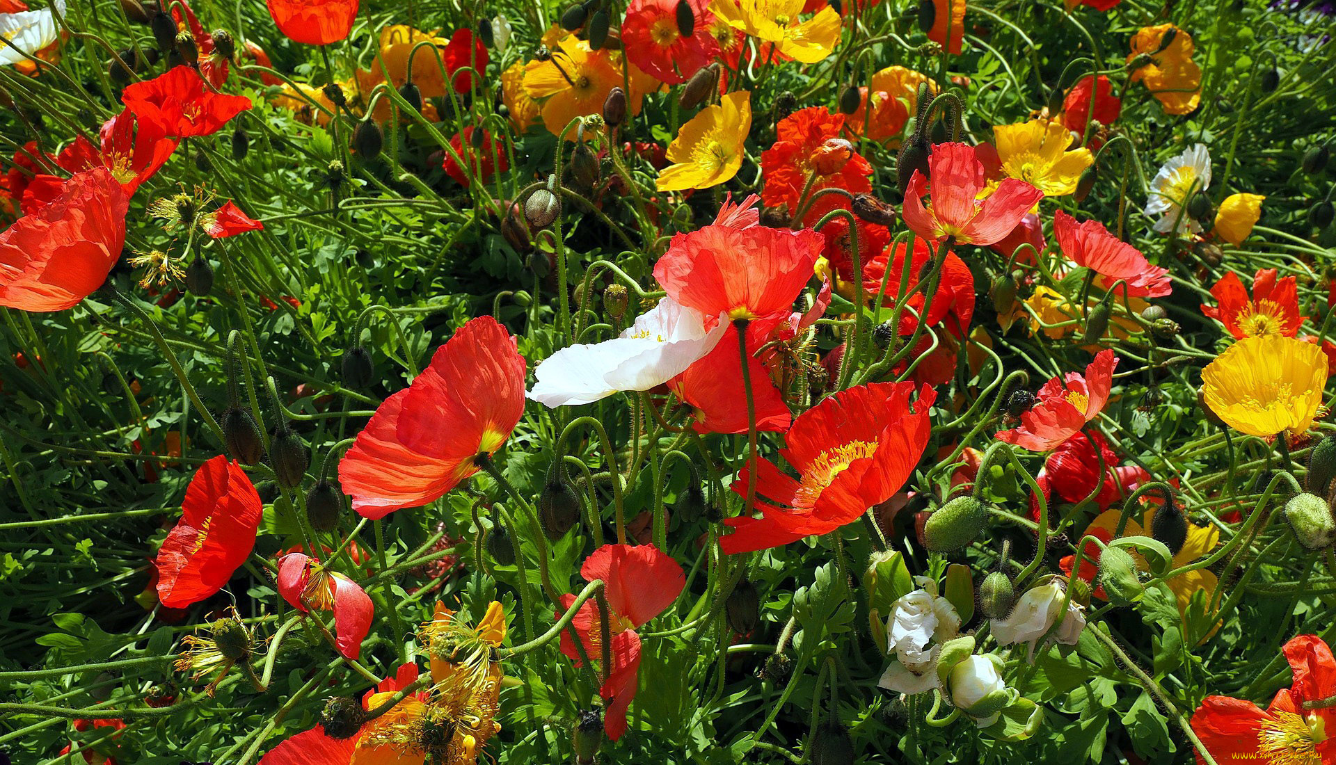 цветы, маки, разноцветные, лето