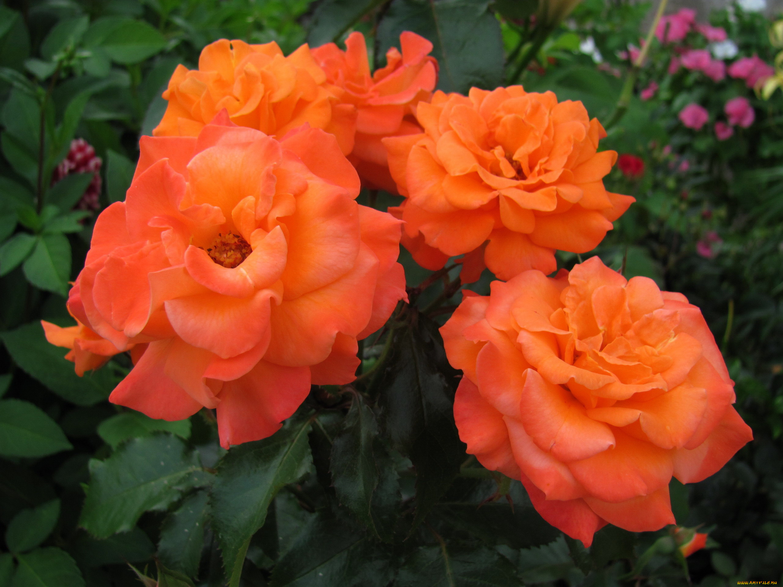 цветы, розы, персиковые, макро