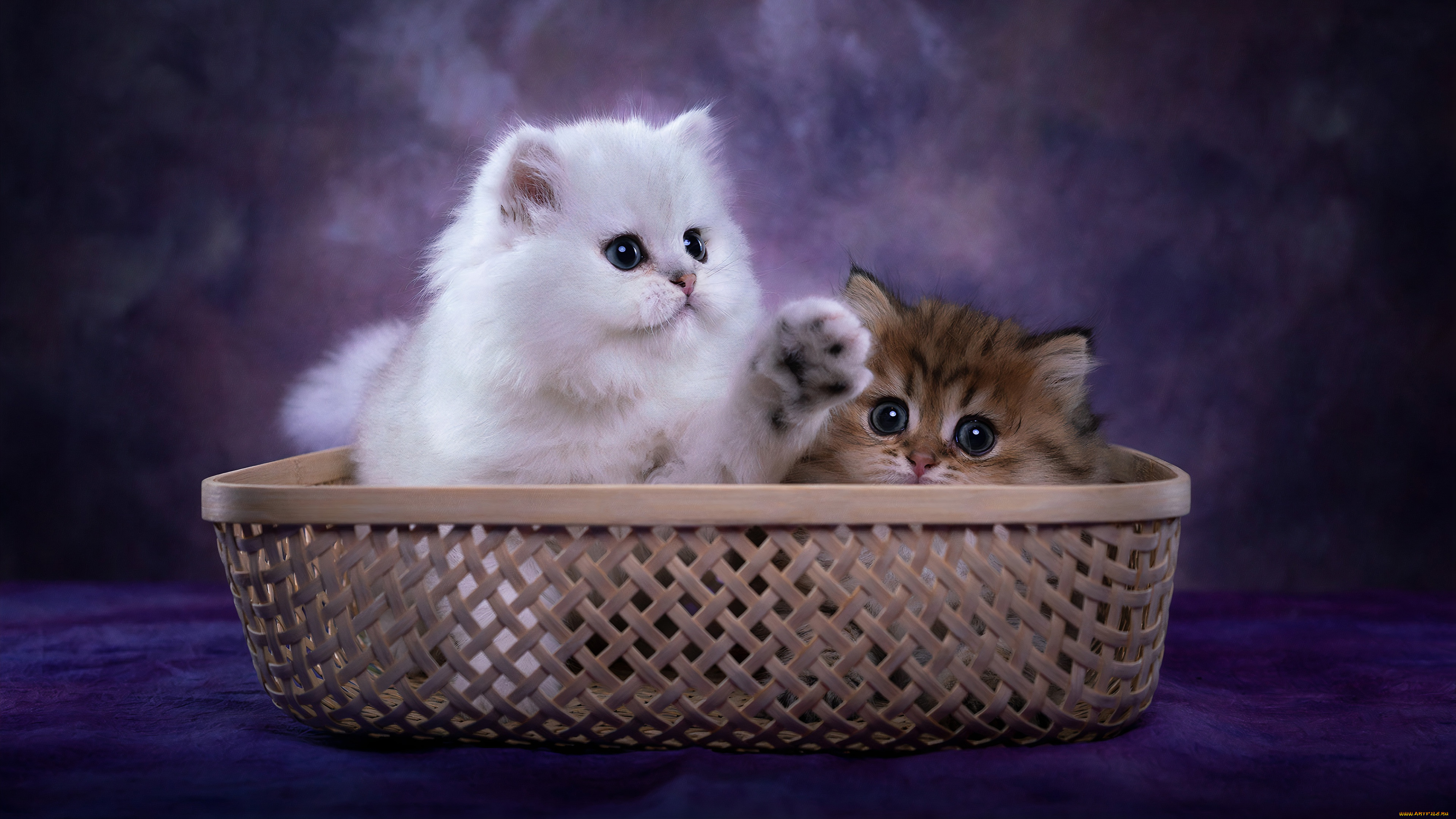 пушистики, животные, коты, котята, комочки, шерсти, няшные, существа, да, и, лучшие, друзья, человека, мур, мяу