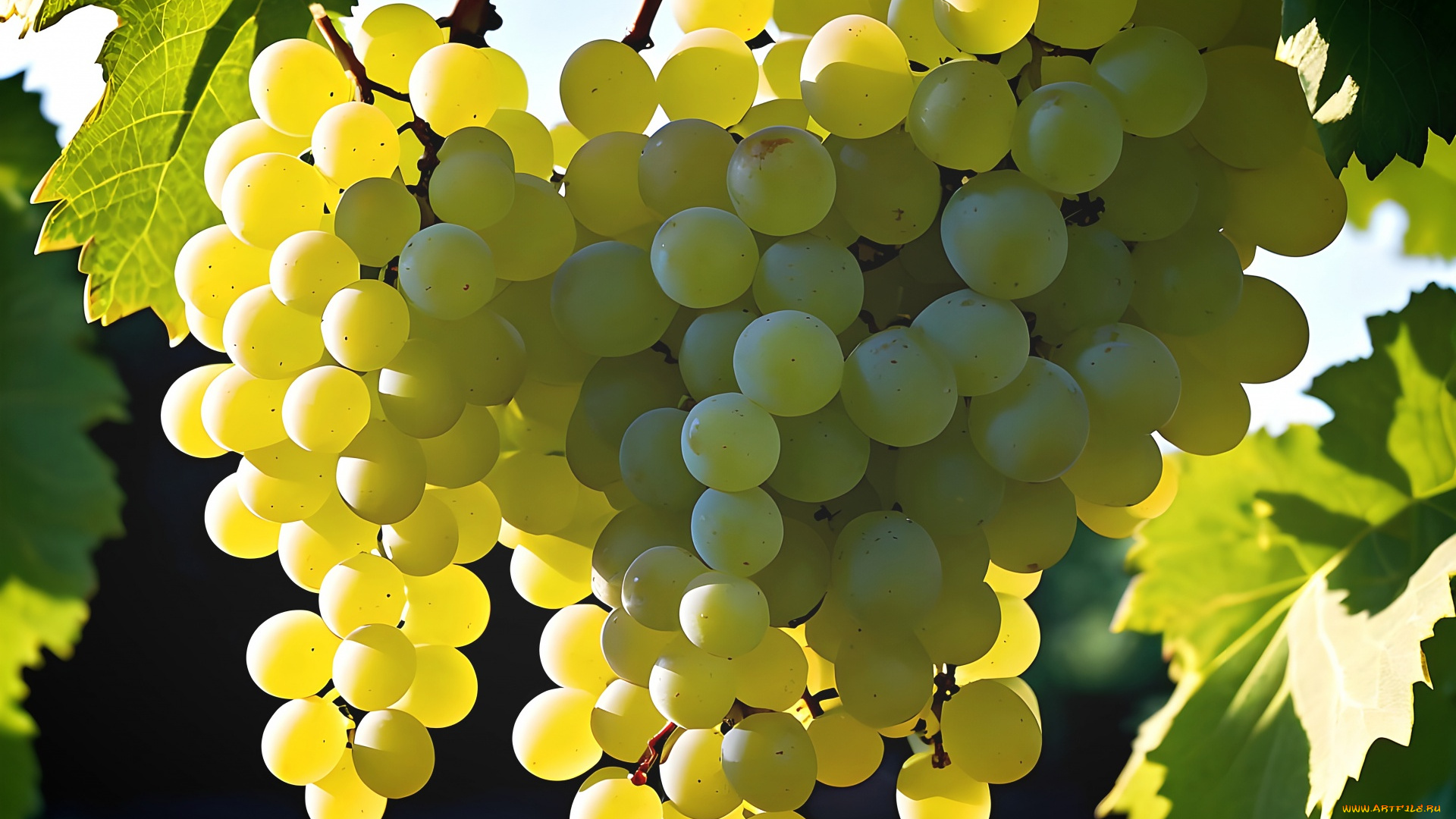 3д, 3д, графика, еда-, food, ягоды, грозди, виноград