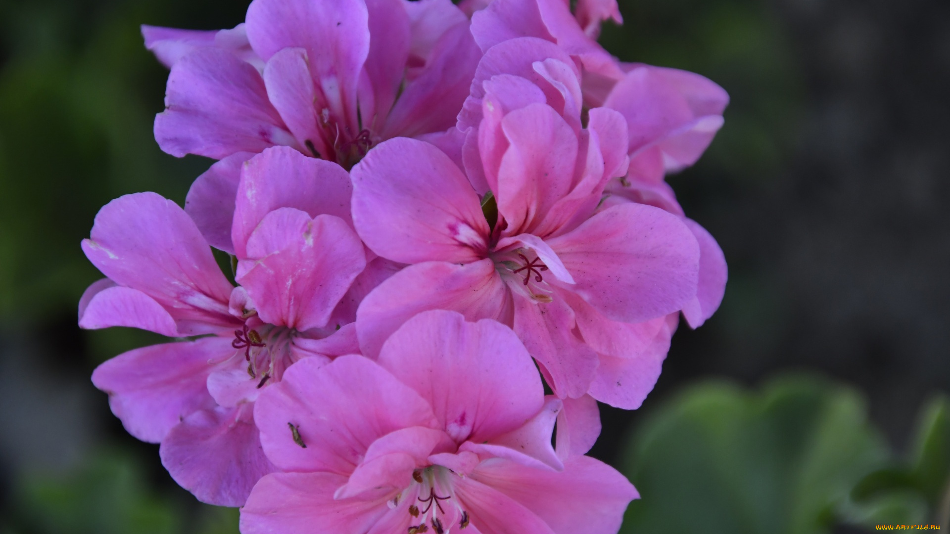 цветы, герань, розовая, макро