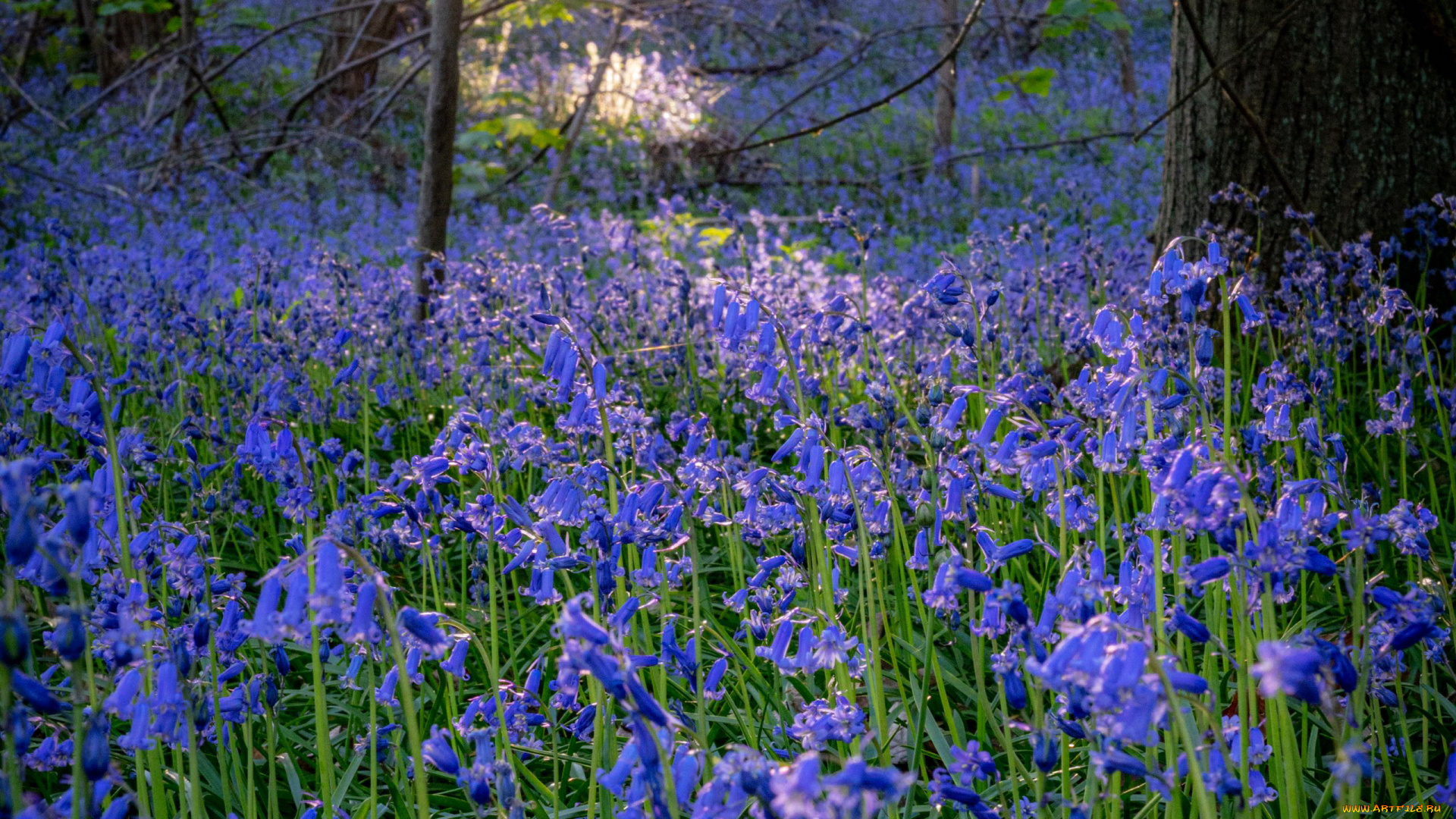 цветы, колокольчики, синие, много