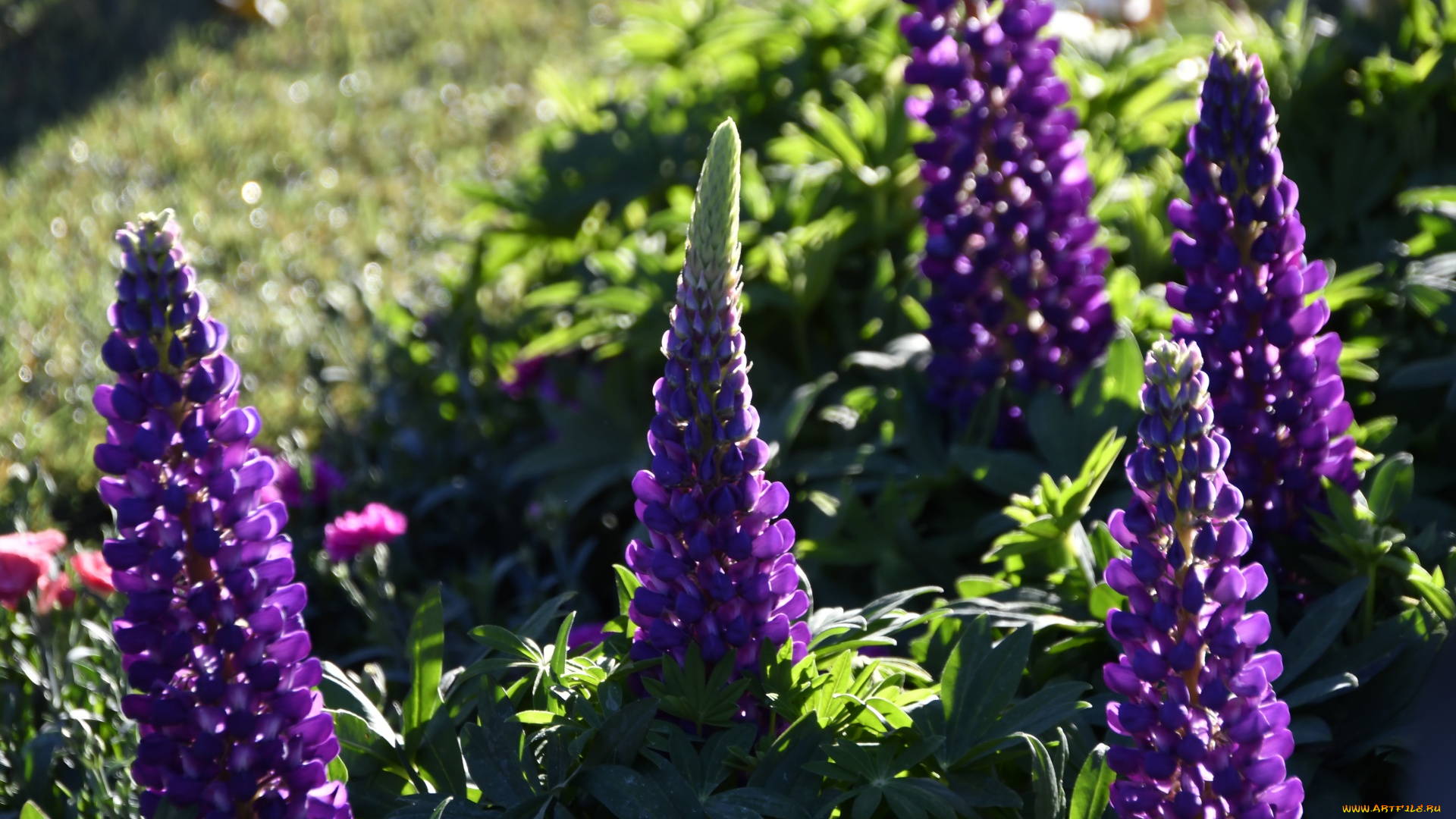 цветы, люпин, лиловый