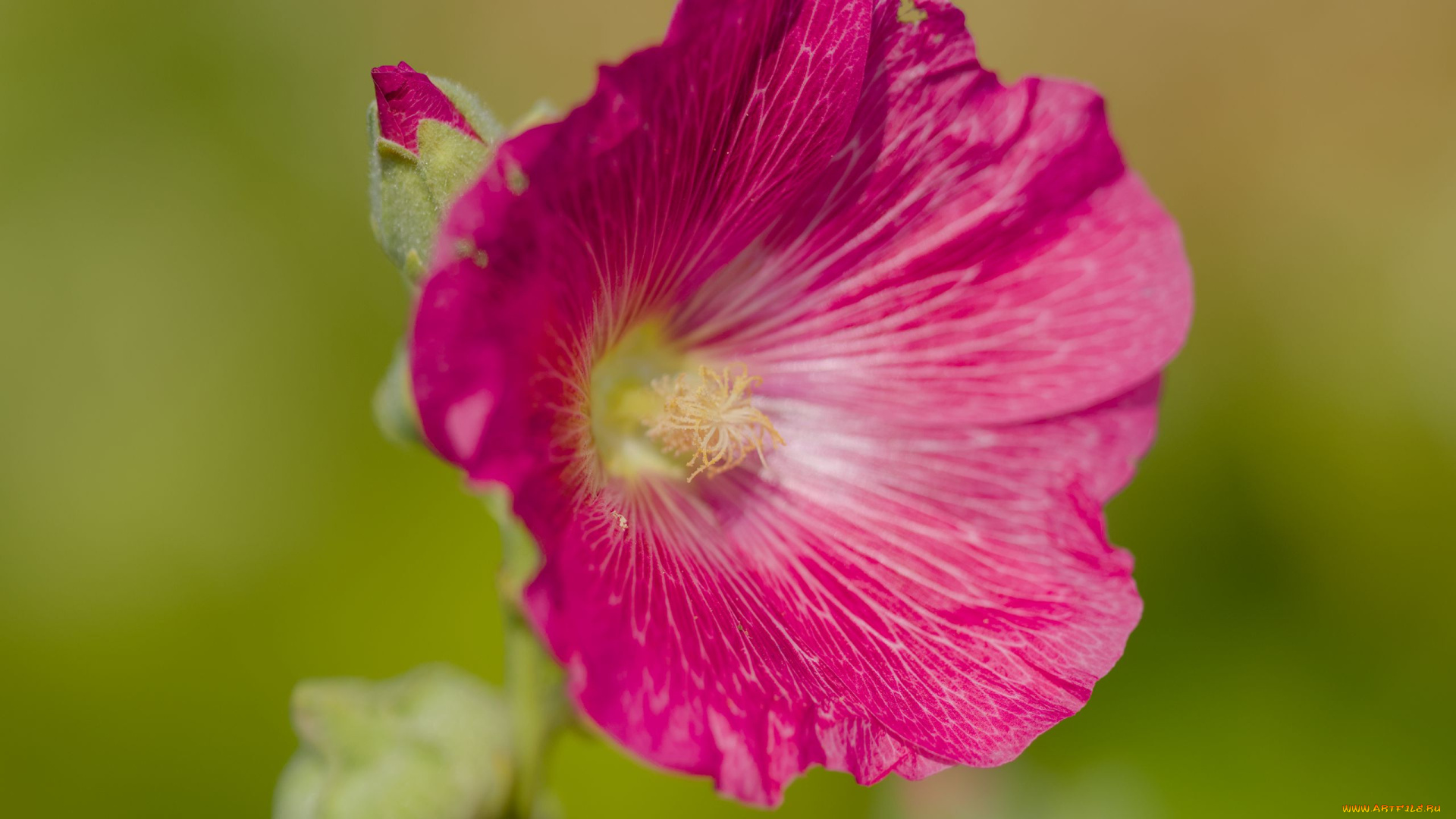 цветы, мальвы, розовая, мальва, макро