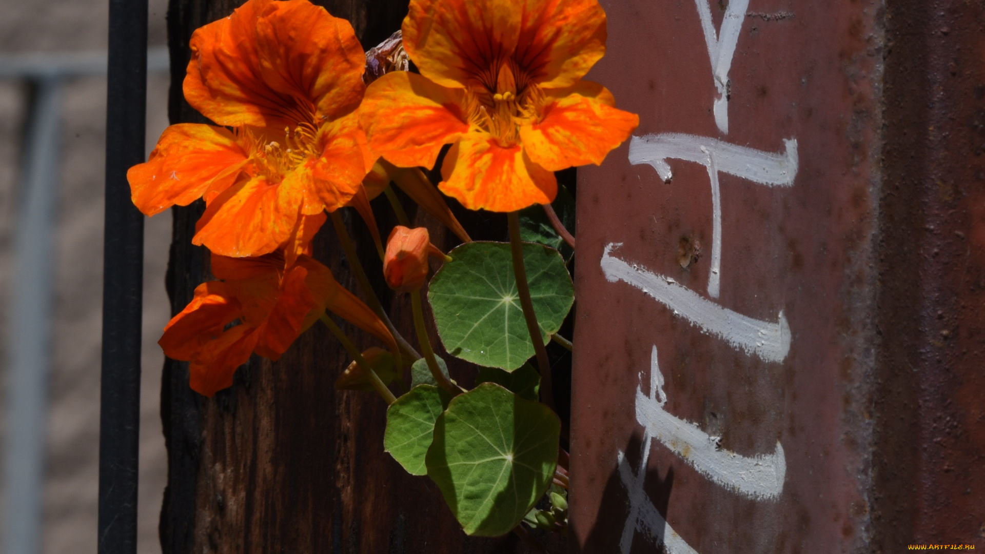 цветы, настурции, оранжевая, настурция, макро