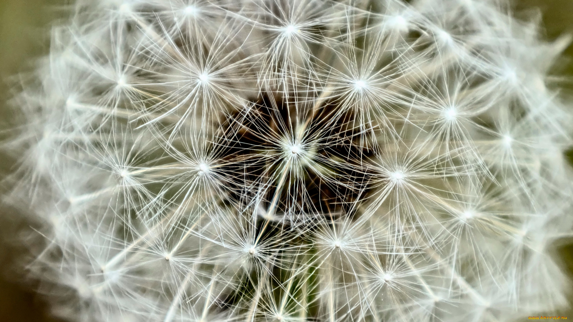 цветы, одуванчики, пушистый, одуванчик, макро