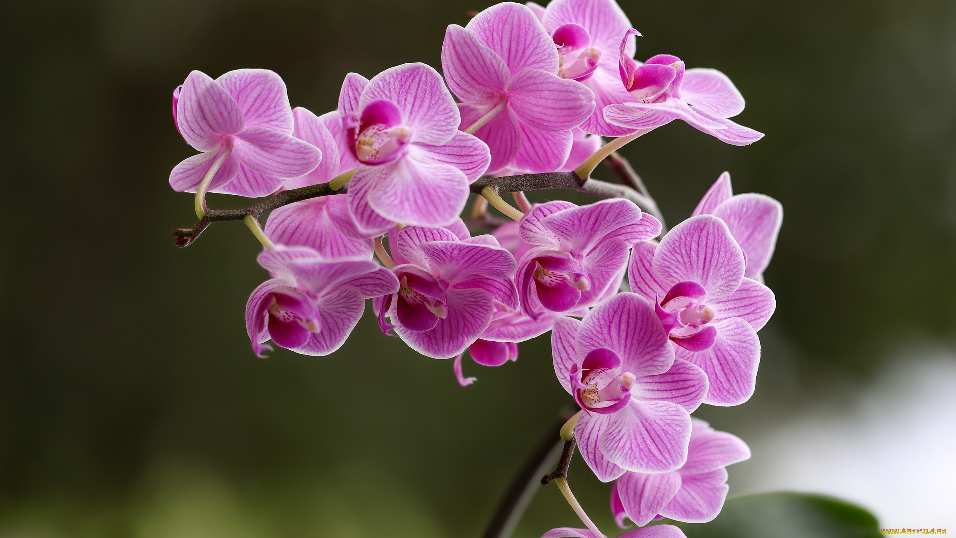 цветы, орхидеи, экзотика