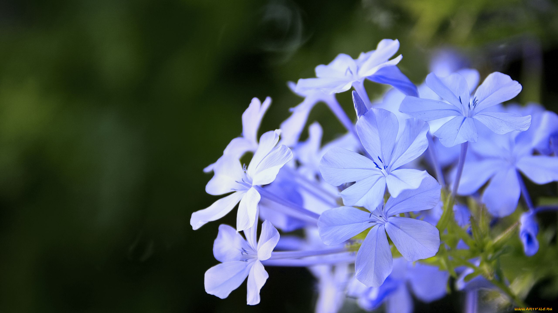 цветы, плюмбаго, , свинчатка, нежность