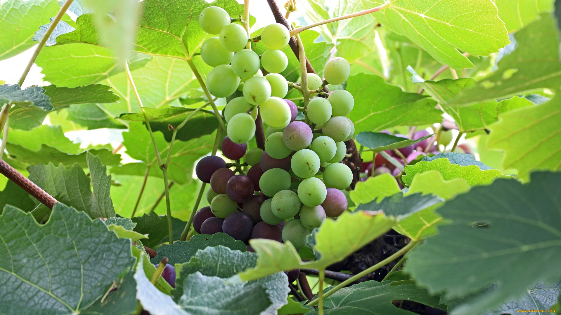 природа, ягоды, , виноград, грозди, виноград