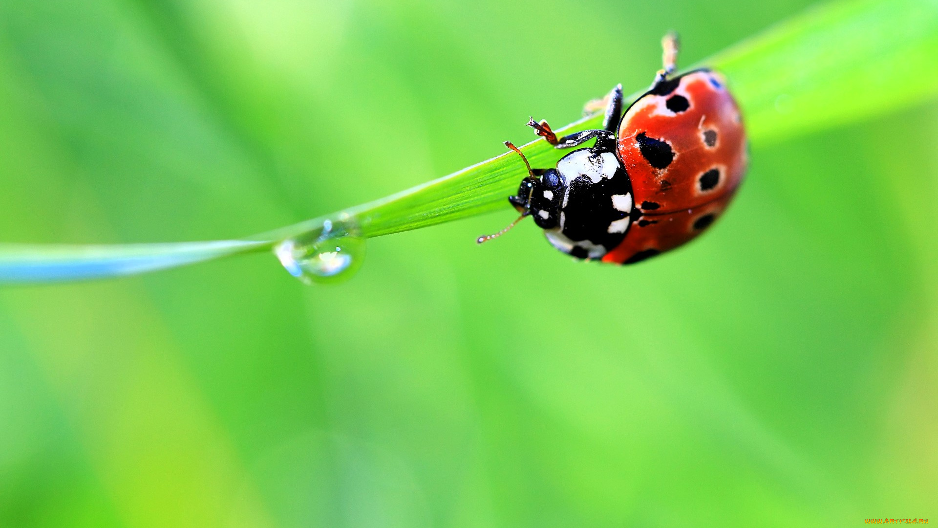 животные, божьи, коровки, божья, коровка, лист, капля