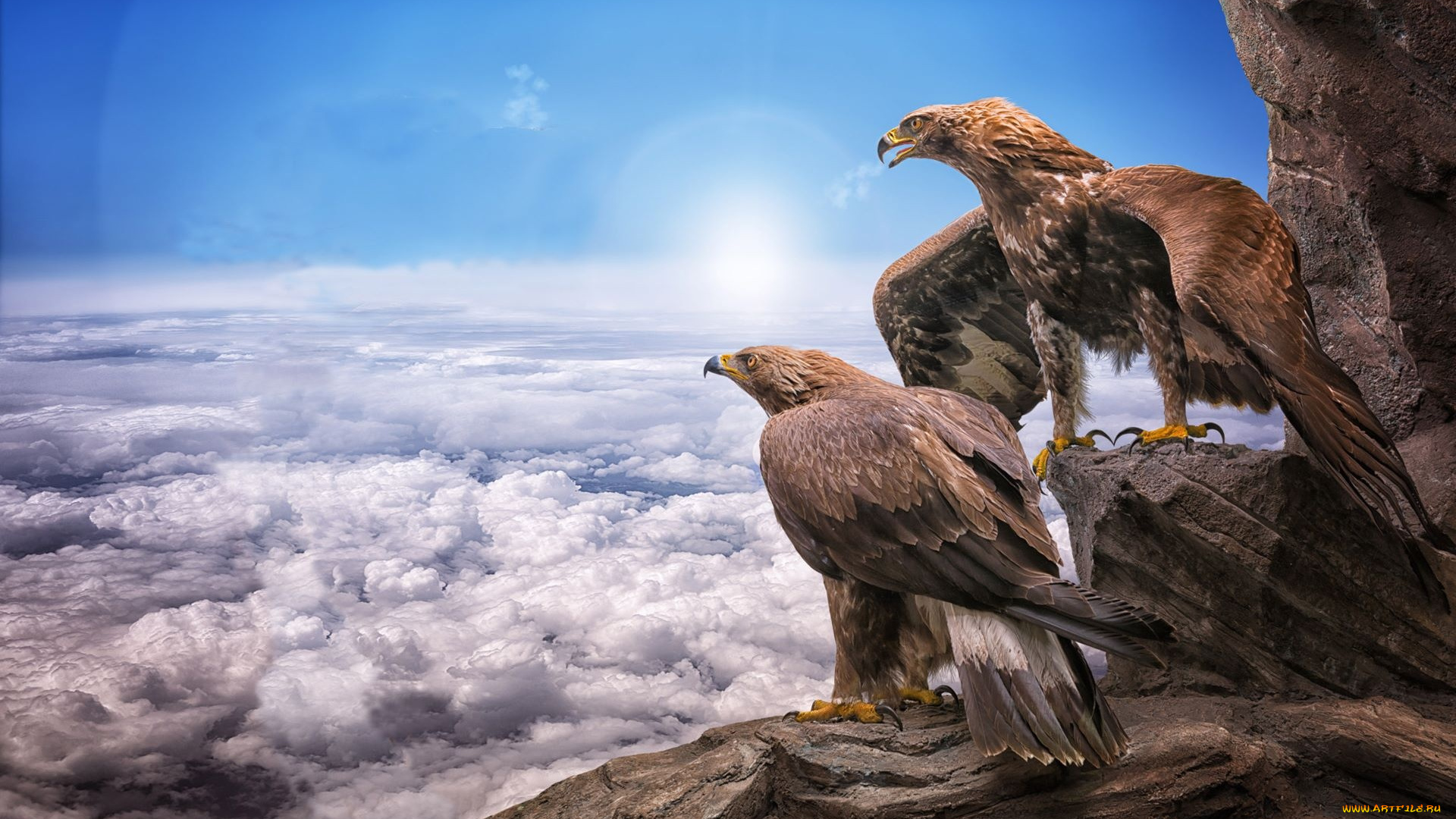 животные, птицы, -, хищники, птицы