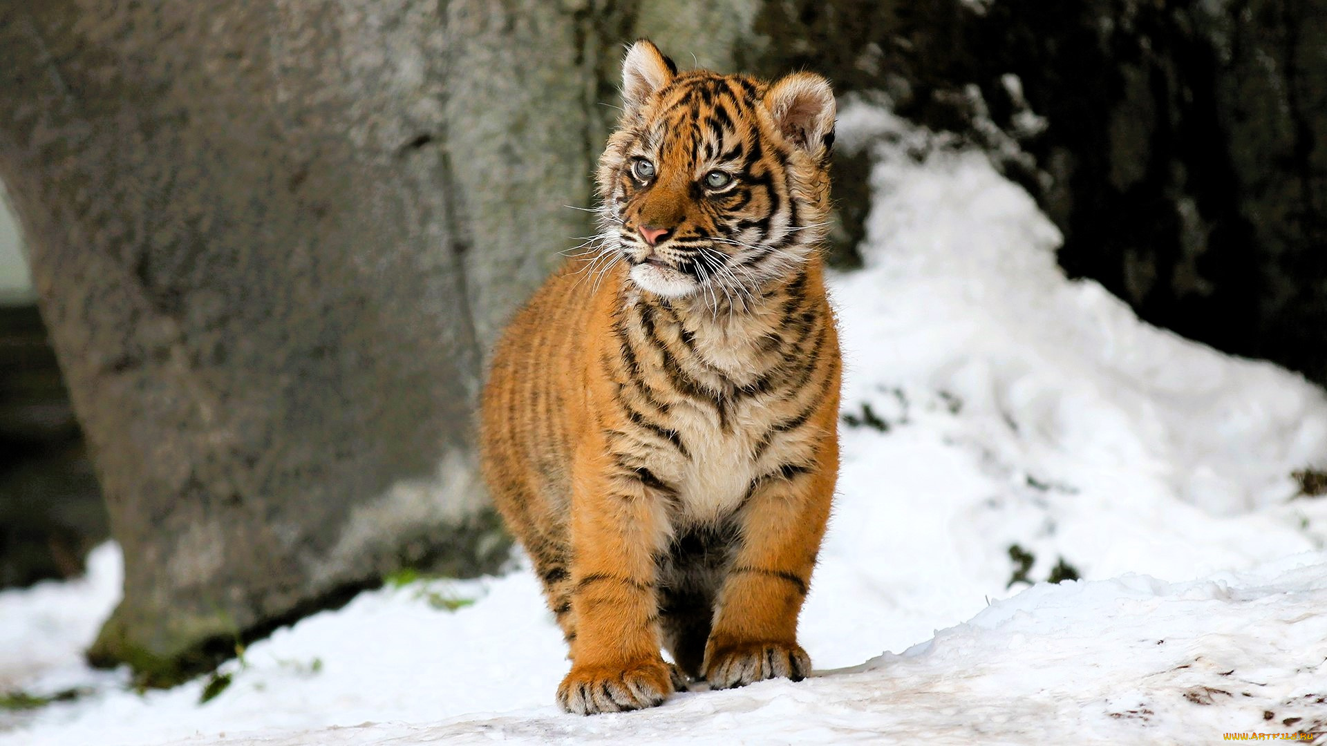 животные, тигры, тигренок, снег, зима