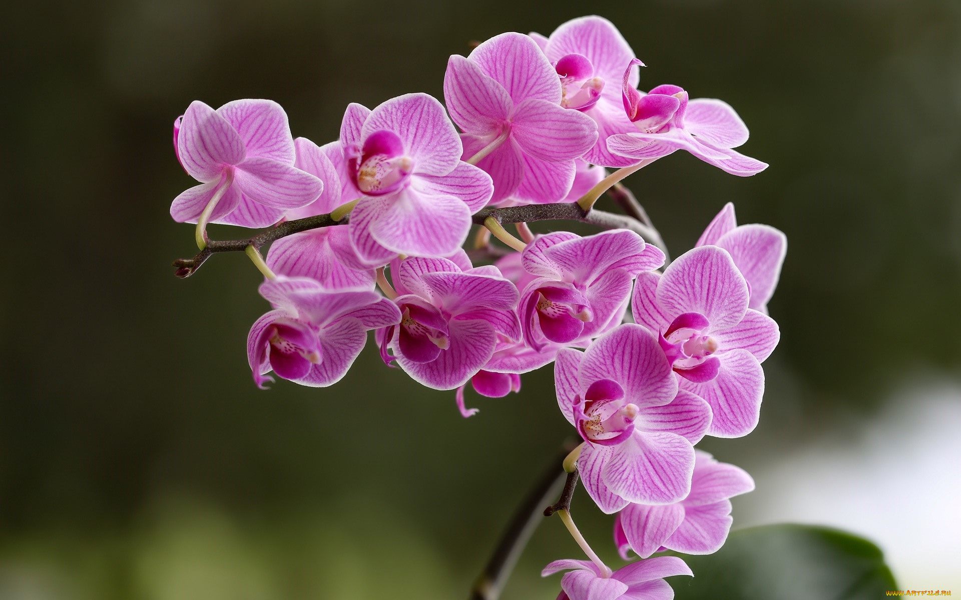 цветы, орхидеи, экзотика