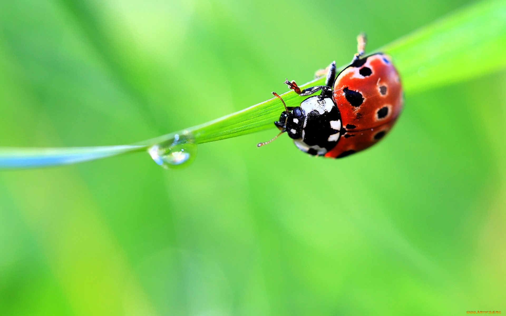 животные, божьи, коровки, божья, коровка, лист, капля