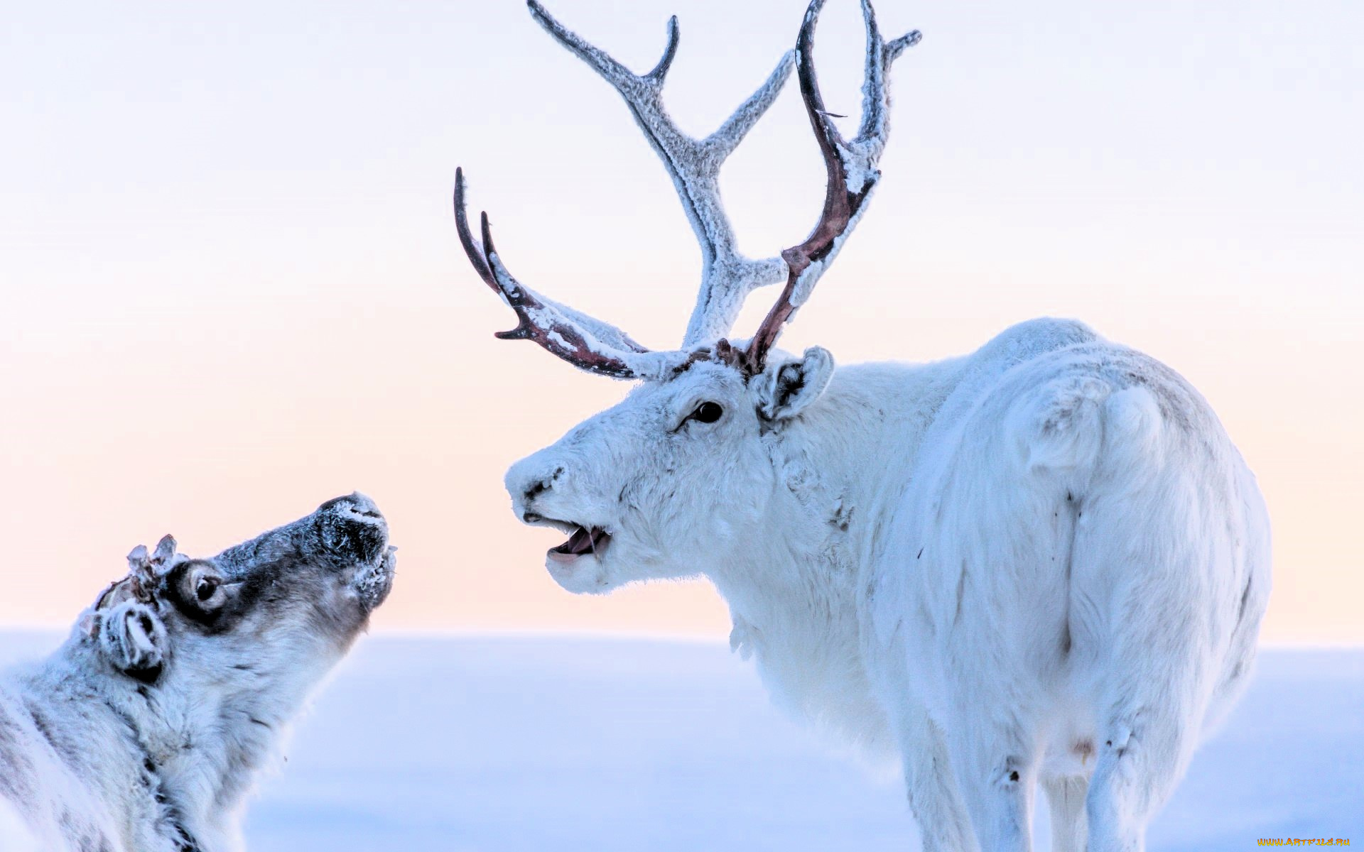 животные, олени, пара, рога, снег, зима
