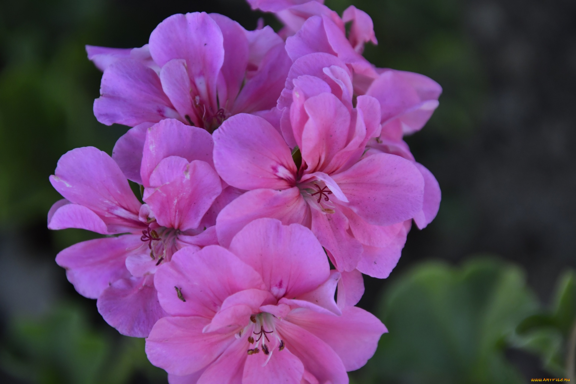 цветы, герань, розовая, макро