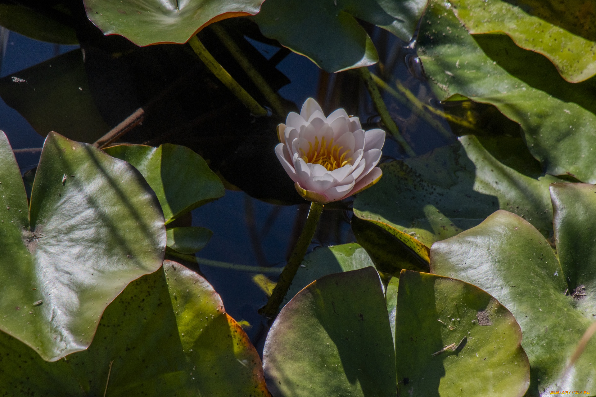 цветы, лилии, водяные, , нимфеи, , кувшинки, вода, лилия, бутон, листья