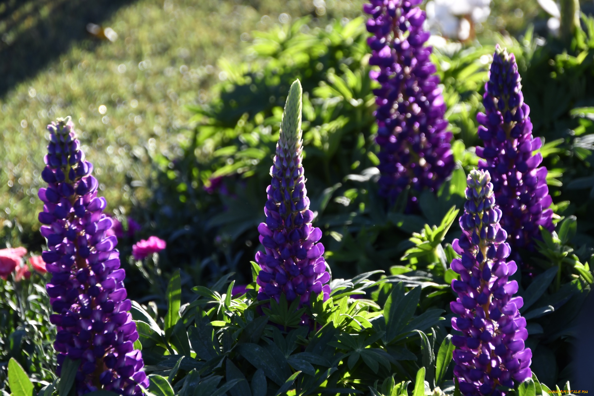 цветы, люпин, лиловый