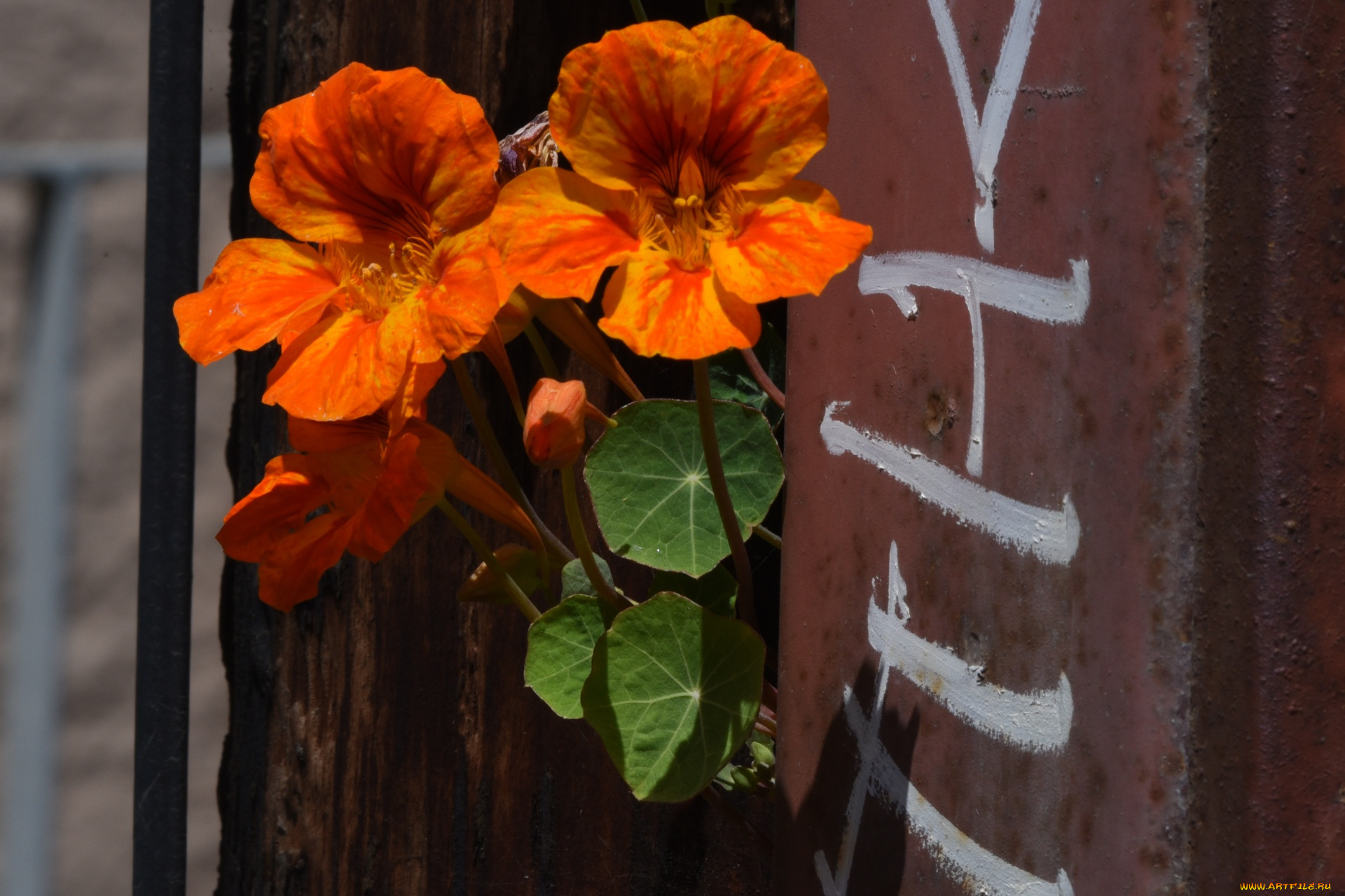 цветы, настурции, оранжевая, настурция, макро