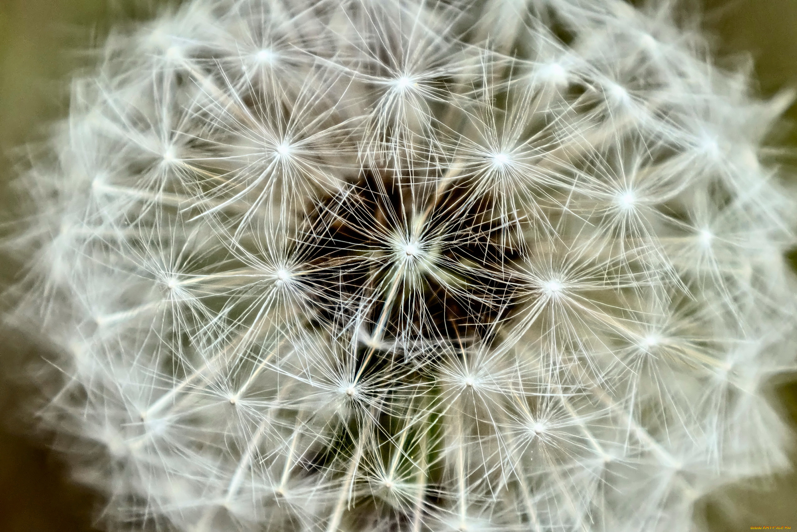 цветы, одуванчики, пушистый, одуванчик, макро