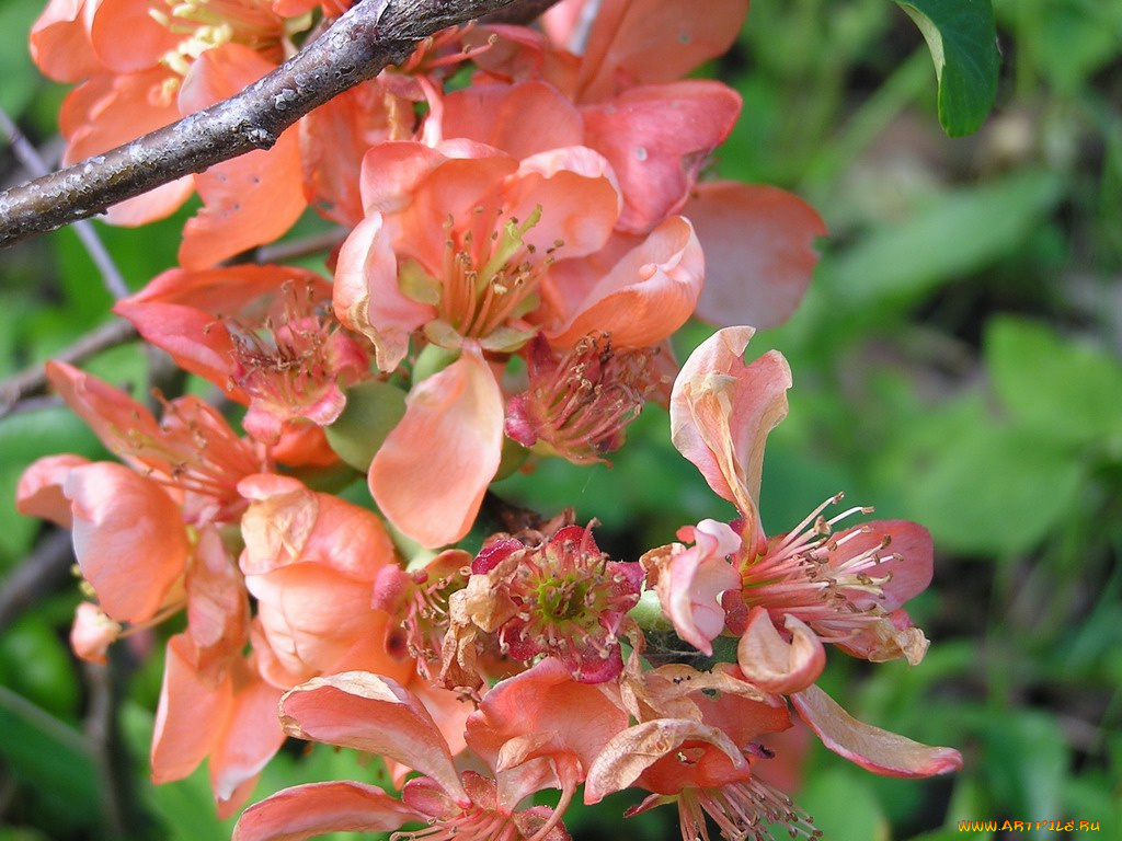 цветы, айва