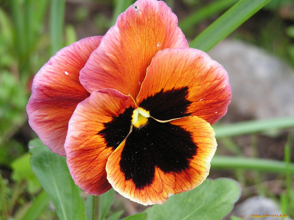 цветы, анютины, глазки, садовые, фиалки