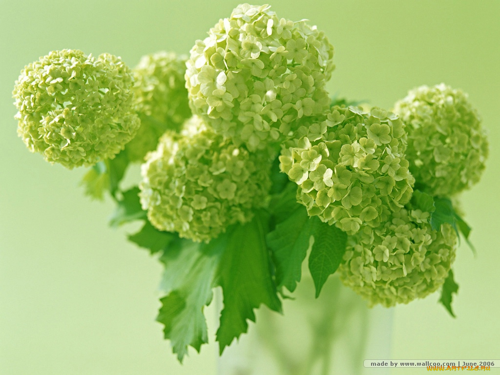 цветы, гортензия