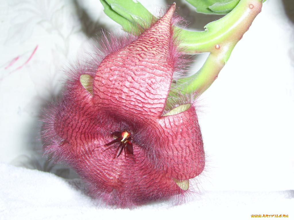 цветы, кактусы