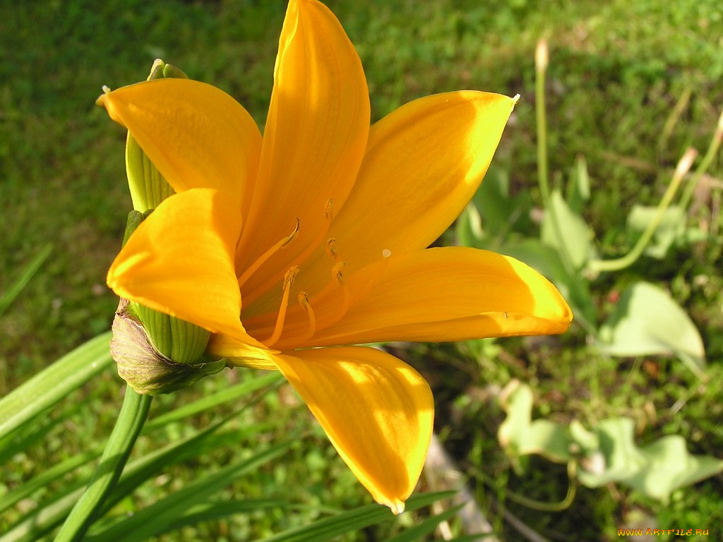 цветы, лилии, лилейники