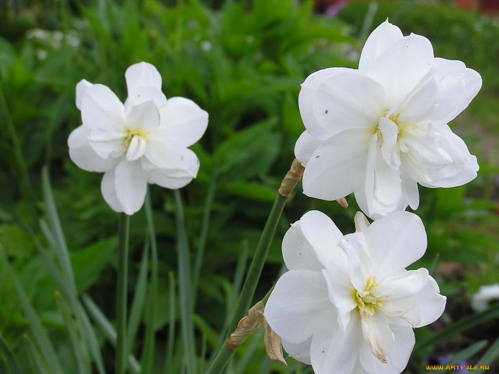 цветы, нарциссы