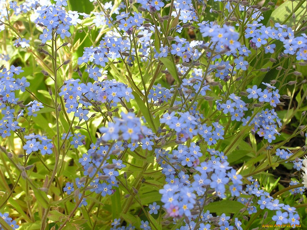 цветы, незабудки