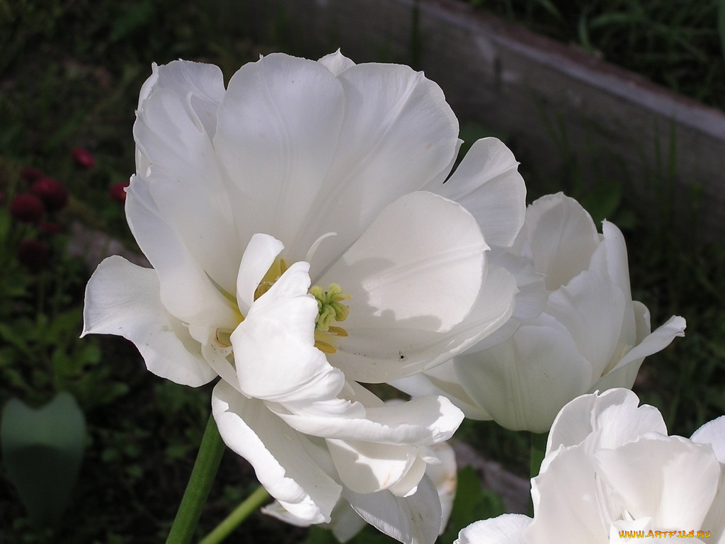 цветы, тюльпаны