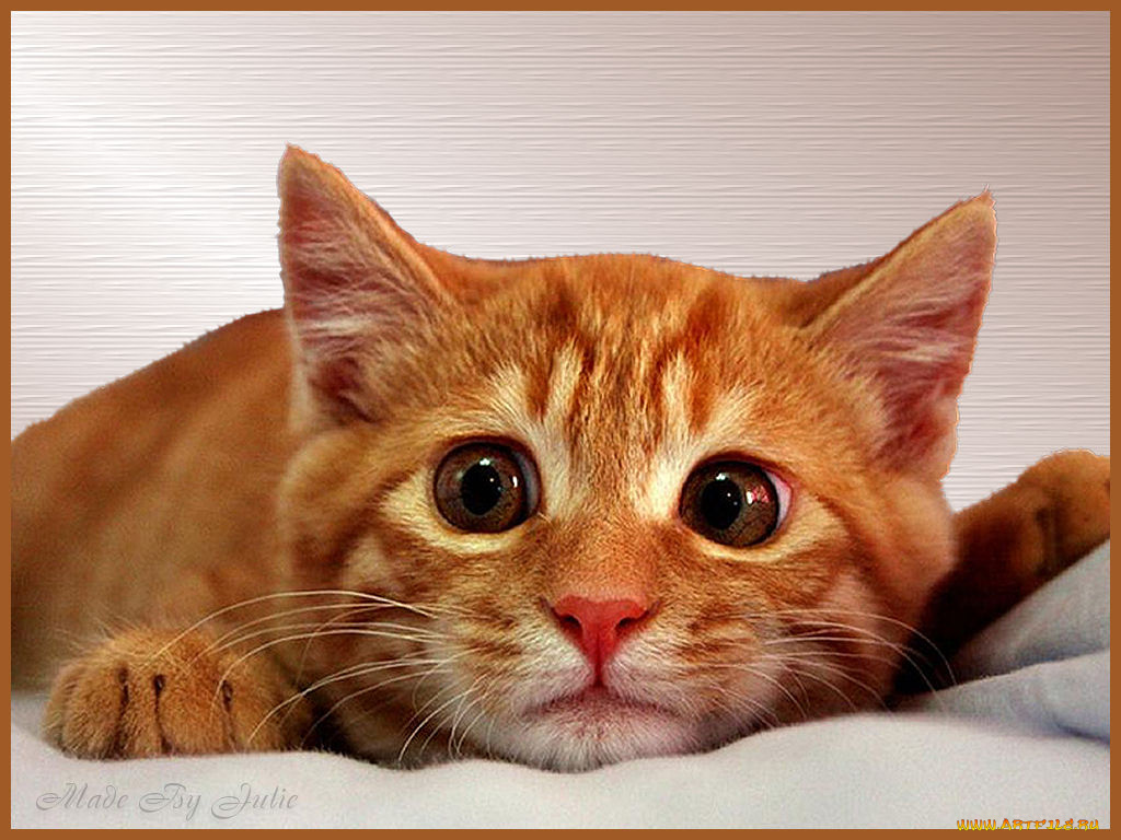 животные, коты