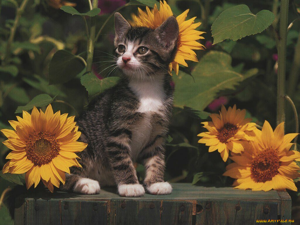 животные, коты