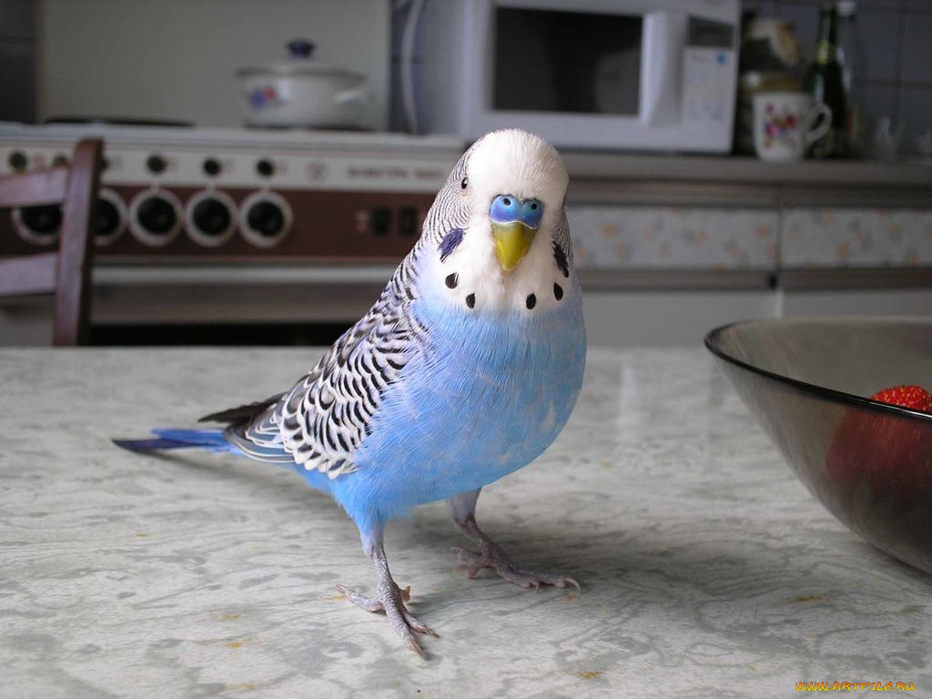 животные, попугаи