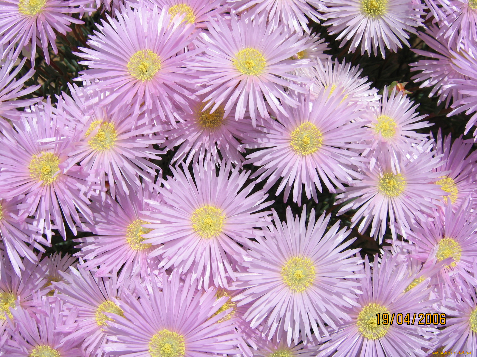 цветы, астры