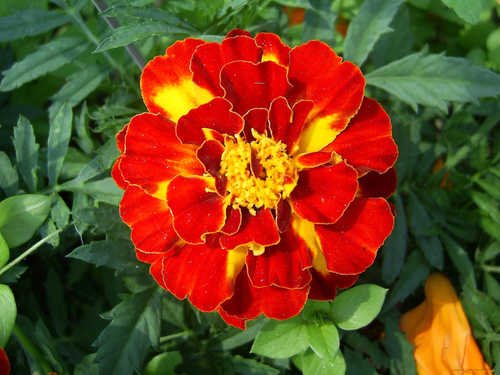 цветы, бархатцы