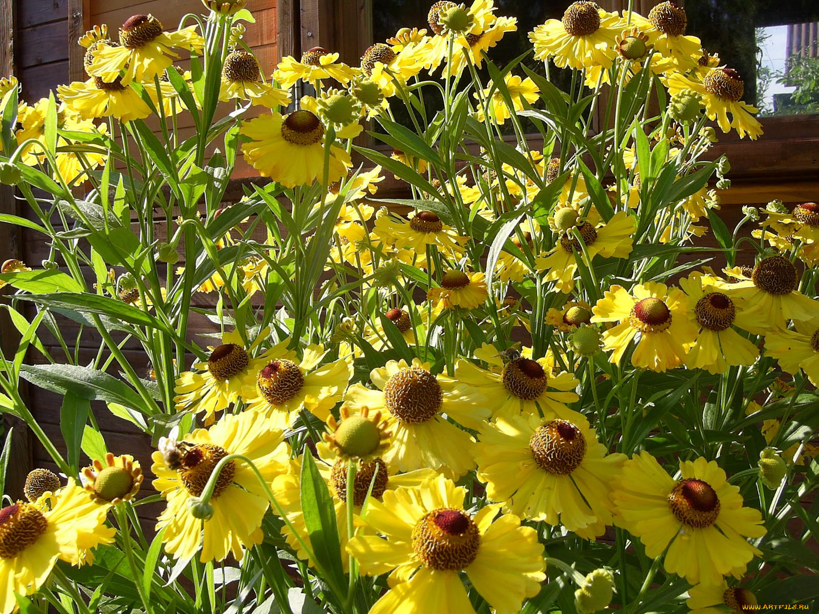 цветы, гайлардии, гелениумы