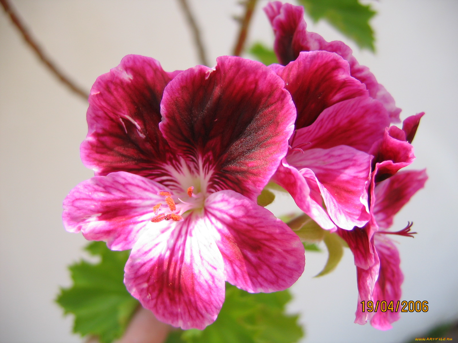 цветы, герань