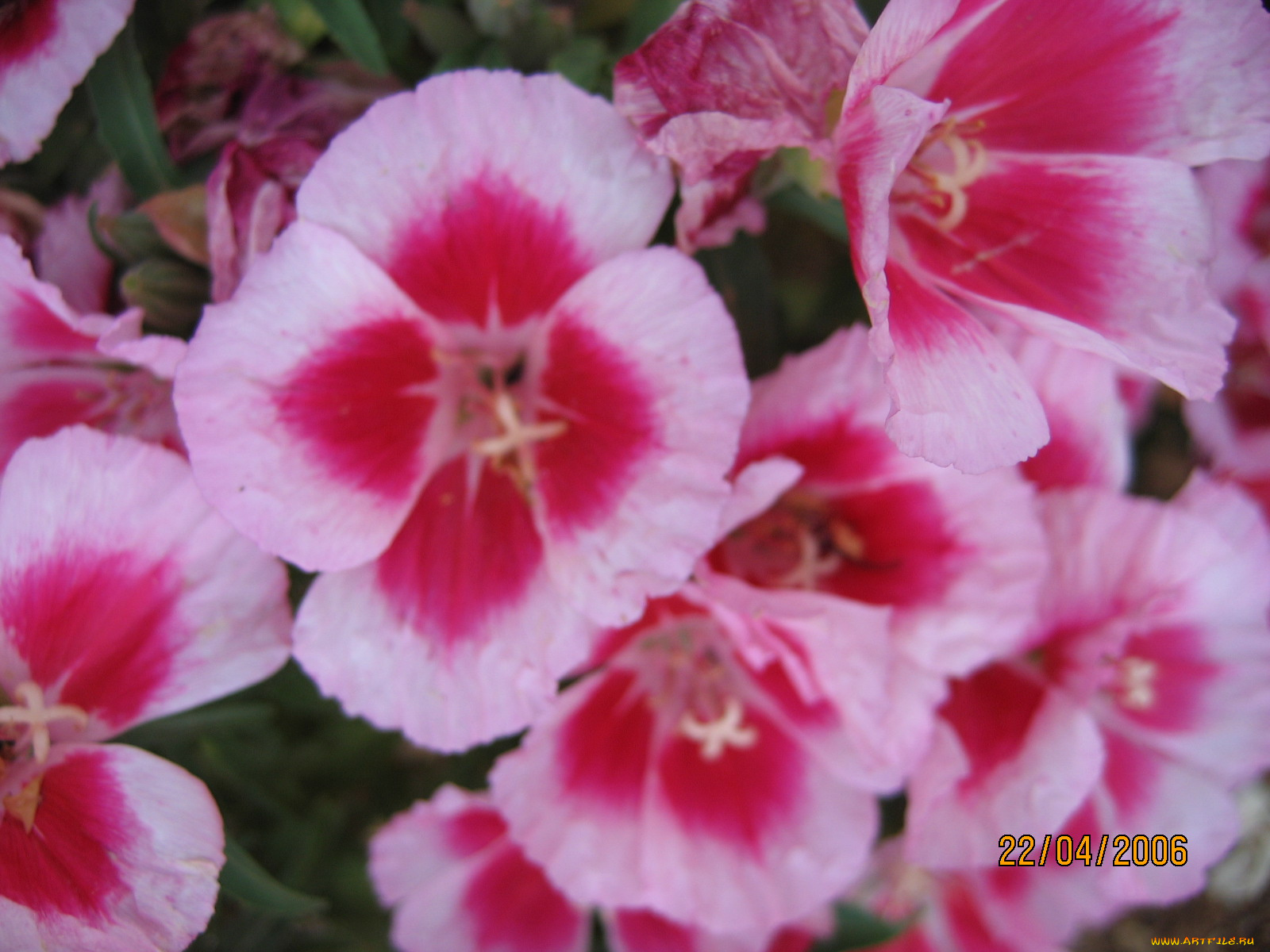 цветы, герань