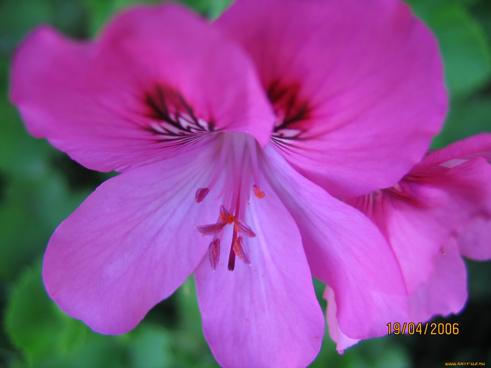 цветы, герань