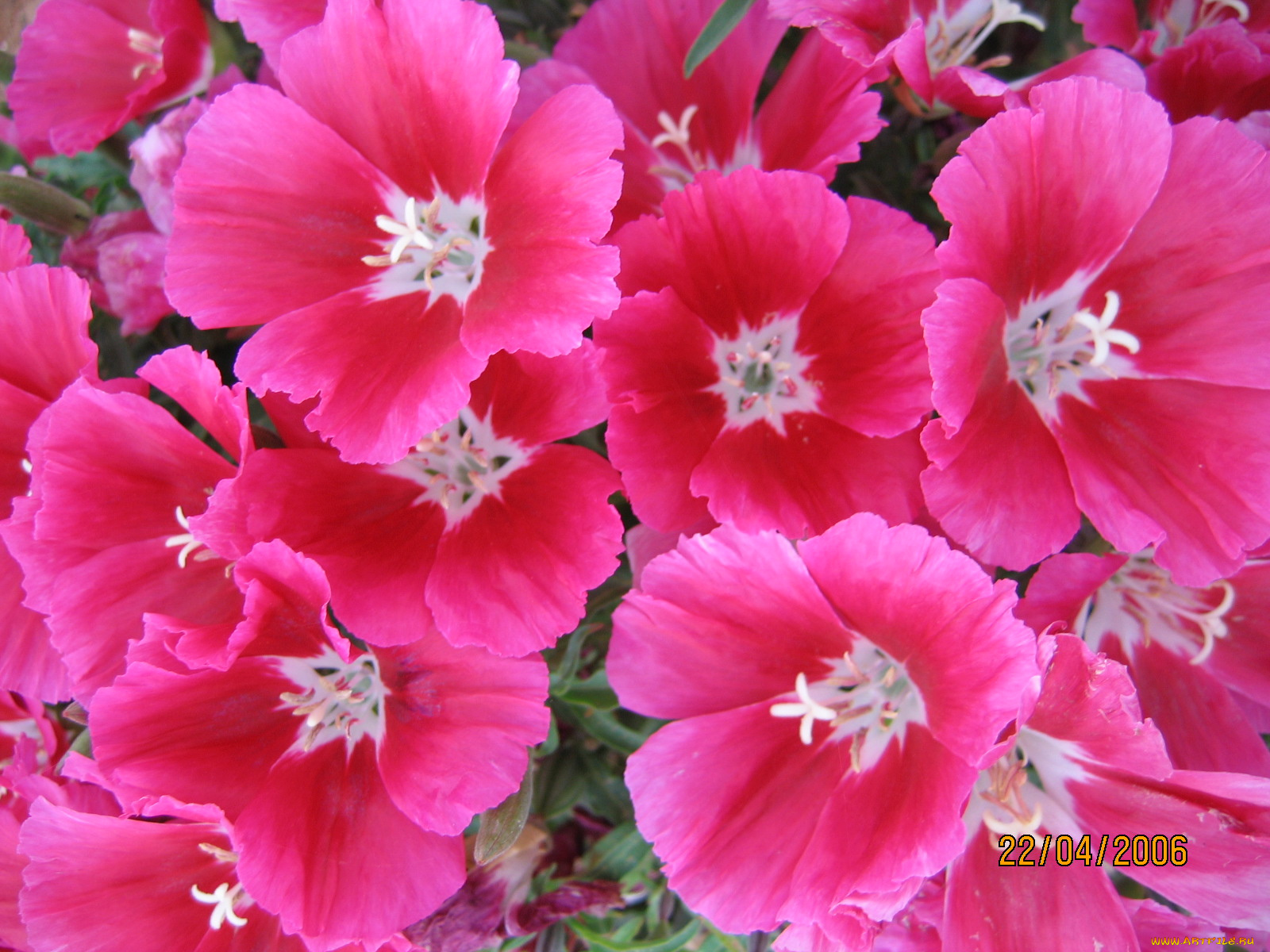 цветы, годеция