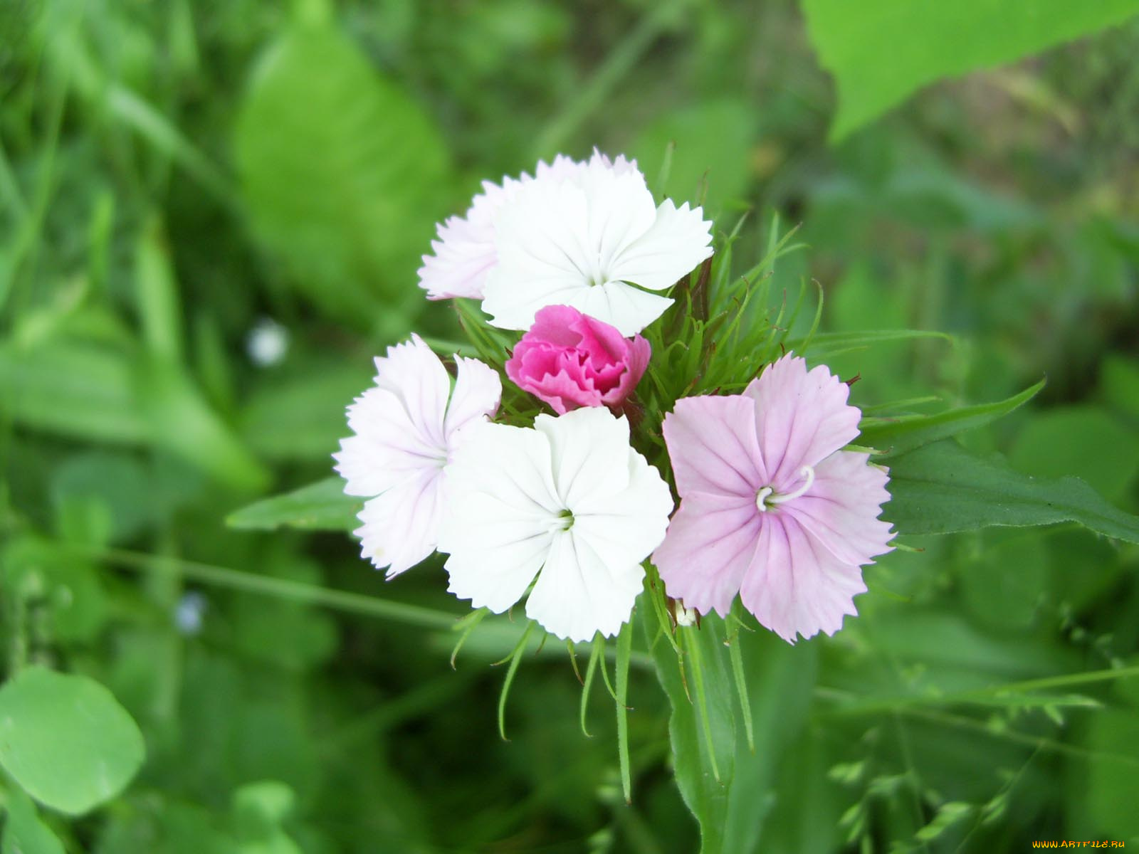 цветы, гвоздики