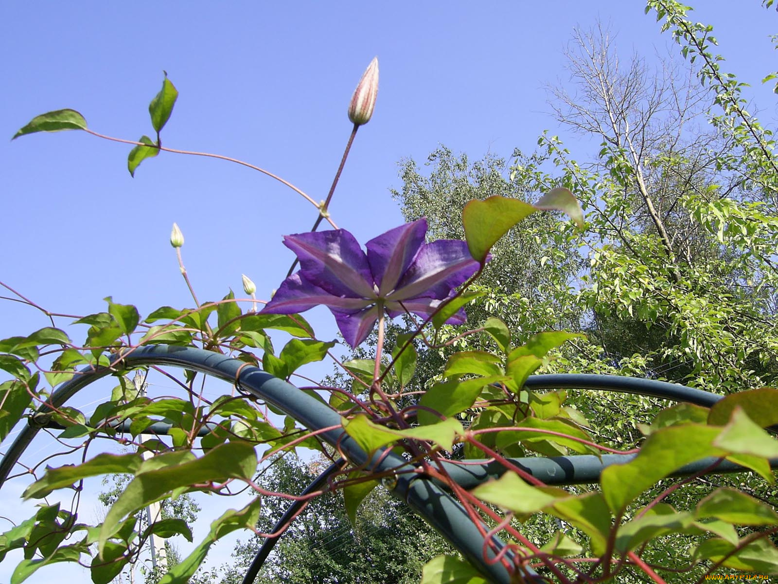 цветы, клематис, ломонос