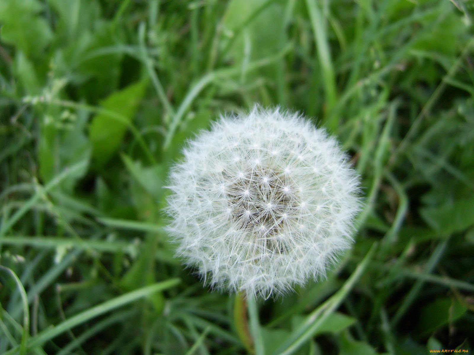 цветы, одуванчики