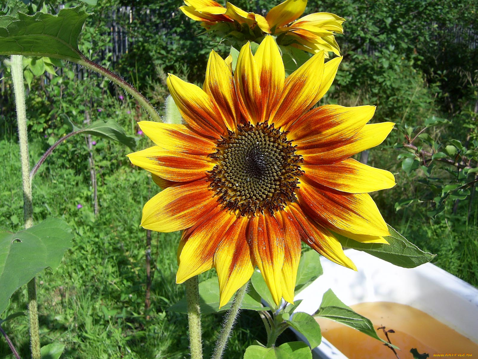 цветы, подсолнухи